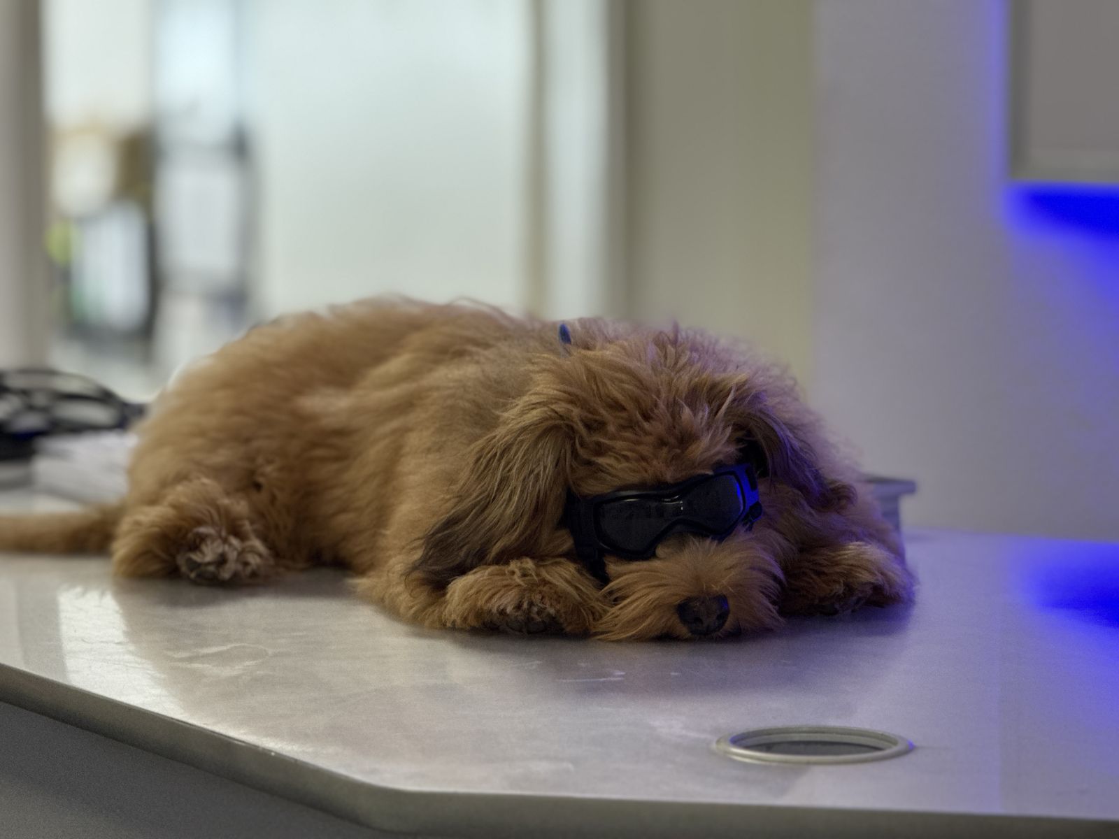 Ohm – Bürohund bei Elektro Hinnenberg
